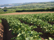 potatoes in valley