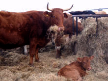 south devon cow and calf munching hay