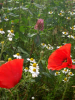 clover and poppies