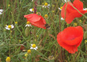 bee on poppies