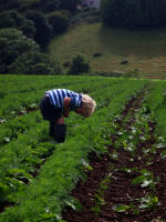 examining carrots growing