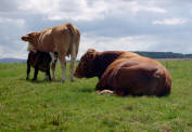 bull, mum and calf