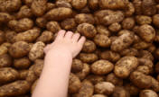 potatoes and childs hand